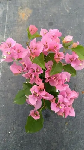 0公分红粉佳人三角梅价格_自然高20.0丨冠幅15.