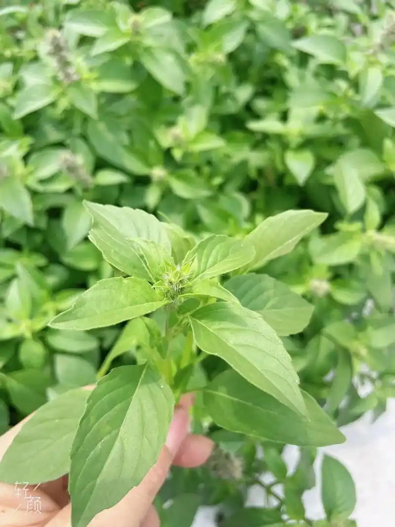 绿色无公害 新鲜大叶的荆芥 - 抖音