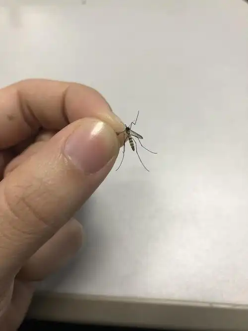 在办公室打死了一只巨型蚊子真的好大慎入