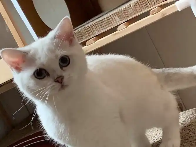 银点成年妹妹绝育领养