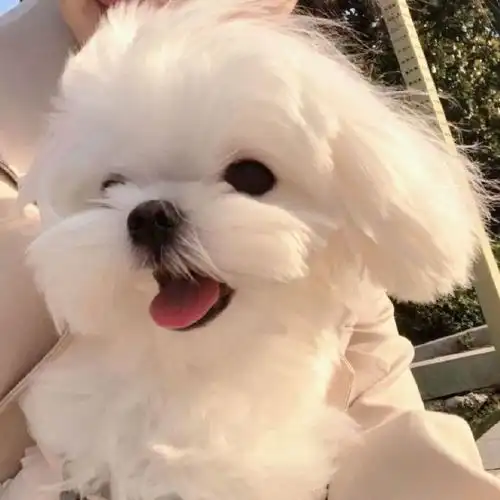 开一栋可爱治愈萌宠头像楼有狗勾有猫咪有玩偶有其他共496张已完工