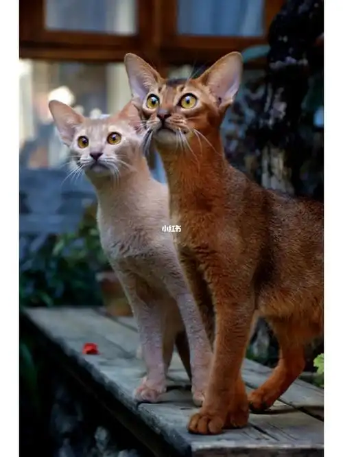 阿比西尼亚猫  #赛级阿比西尼亚猫  #小鹿色阿比西尼亚猫