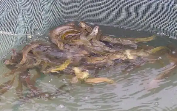 泥鳅苗泥鳅寸苗泥鳅苗养殖基地