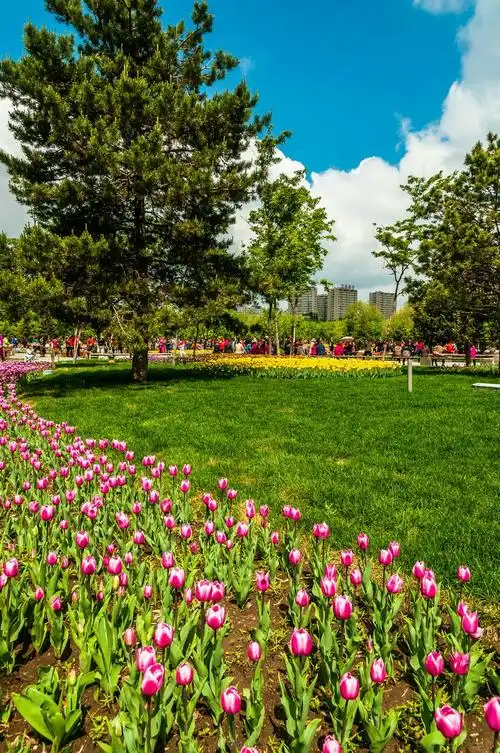 长春公园郁金香进入赏花期