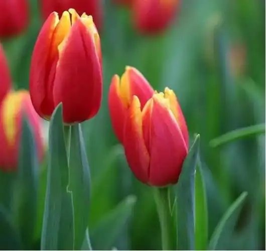 它是春天的"主角",象征着胜利和美好,同时外观十分漂亮