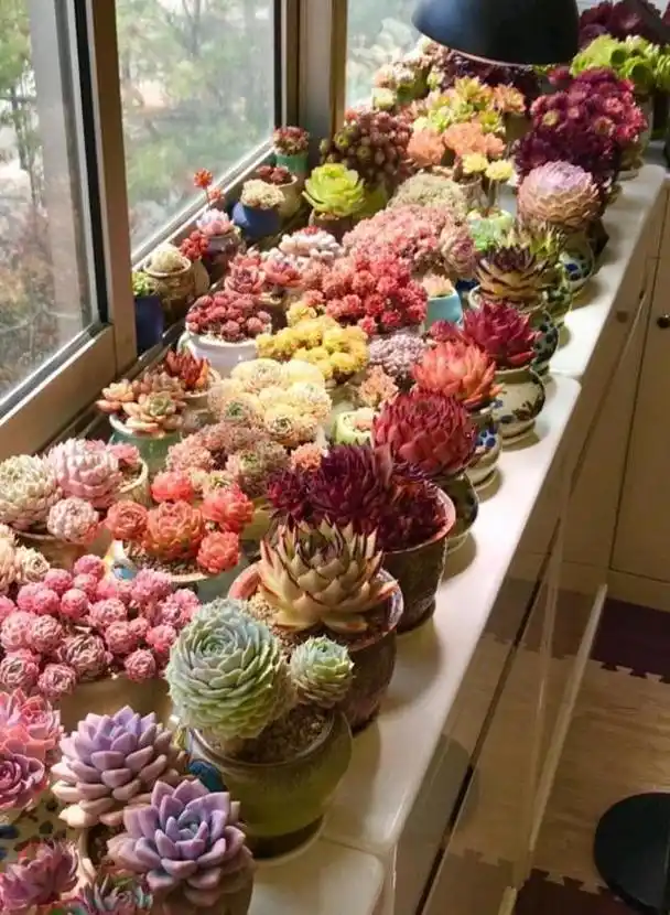 阳台养多肉,极致状态的背后有先进的养护理念在支撑