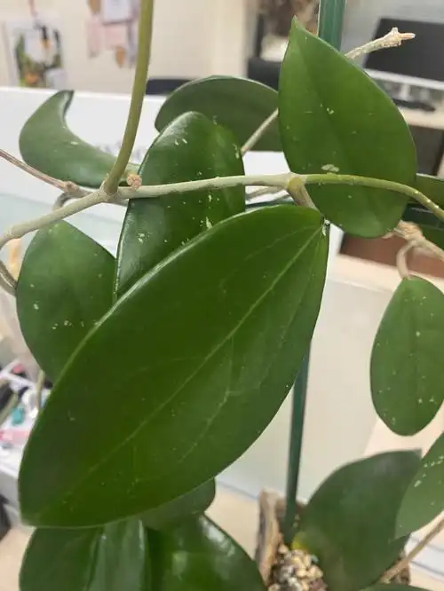 球兰扦插苗新长势