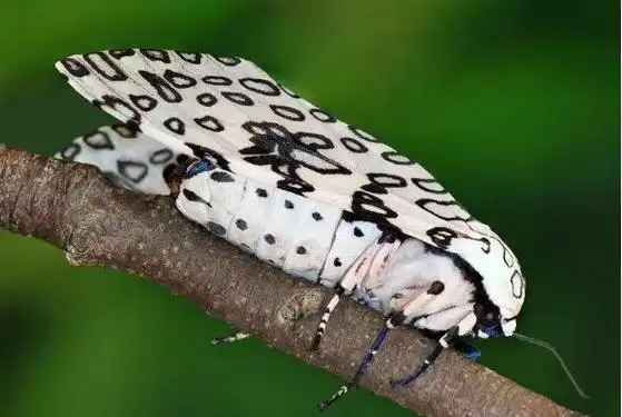 自然界十大怪异昆虫排行榜蜻蛉上榜第二是螳螂之王