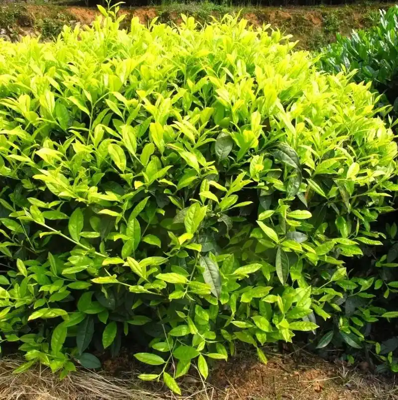 【皇冠茶】福建省农业科学院茶叶研究所选育的茶树新品种.