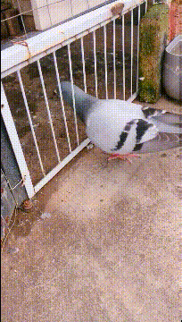 204_360gif 动态图 动图