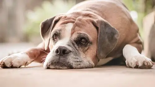 动物与鸟 狗 斗牛犬休息 壁纸 斗牛犬休息 桌布 - 1920x1080 全高清