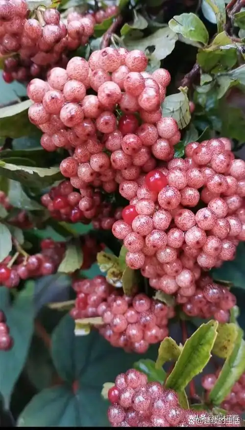 瞧`这 的粉红浆果,多迷人!