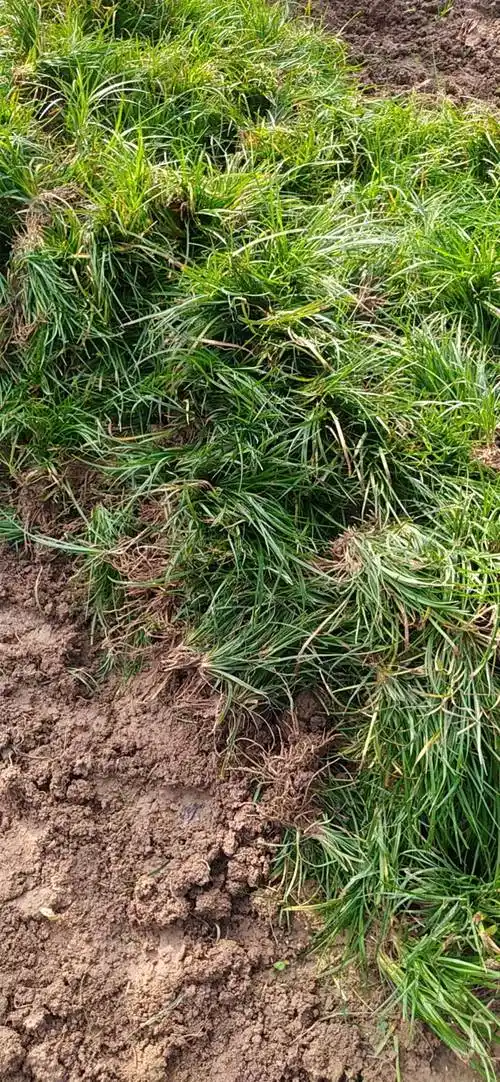 批发生产西安本地麦冬草现挖现起苗成活率高