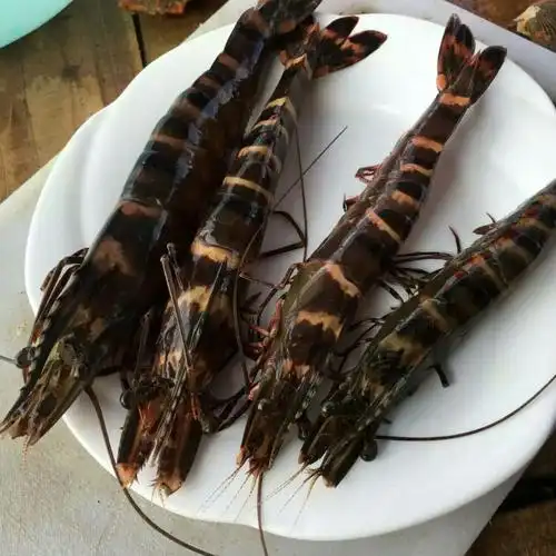 四条就一斤的大草虾