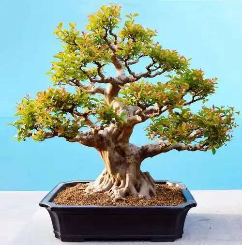 关于紫薇盆景的这些经验体会你不点进来看看嘛