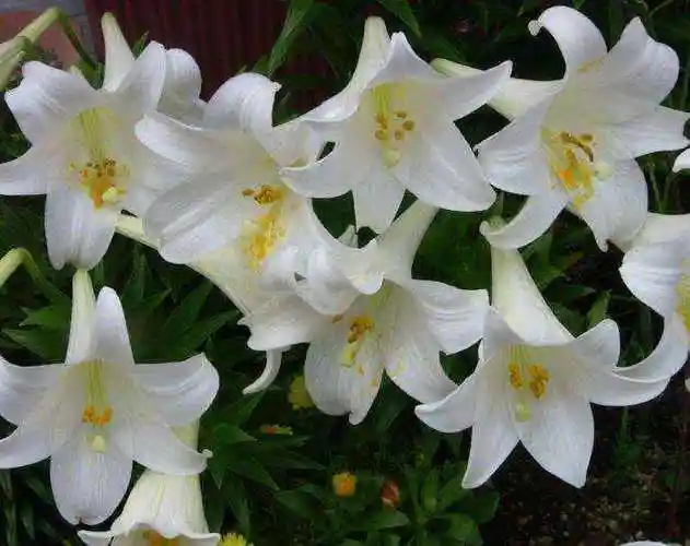 白麝香对女生有危害吗 - 百刻说