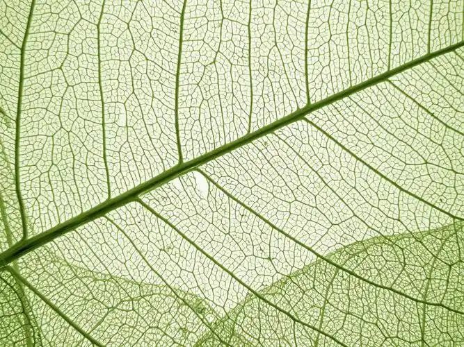 叶子纹理背景图片-绿色的叶子纹理背景素材-高清图片-摄影照片-寻图
