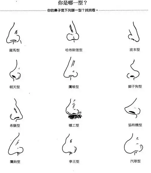 鼻子类型.