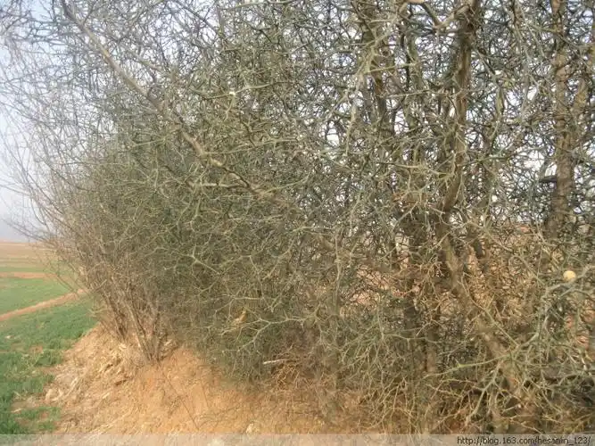 产地供应枸橘种子,铁篱笆种子,铁篱寨种子,臭蛋种子,去果肉纯净枸橘