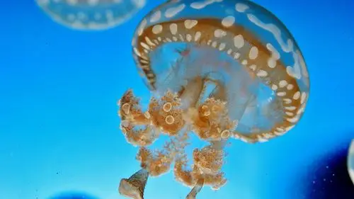 水母,水下,蓝色 壁纸