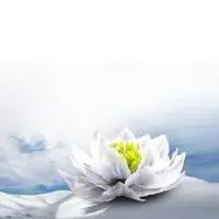 雪莲花图片高清头像