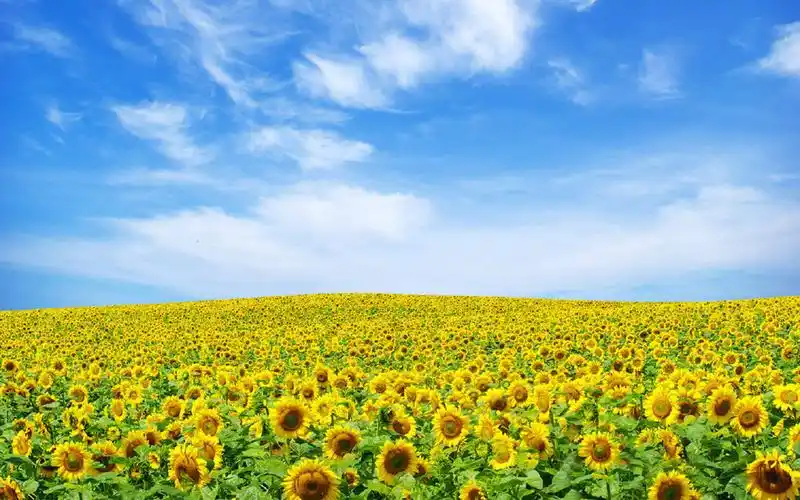 唯美绽放的太阳花图片桌面壁纸