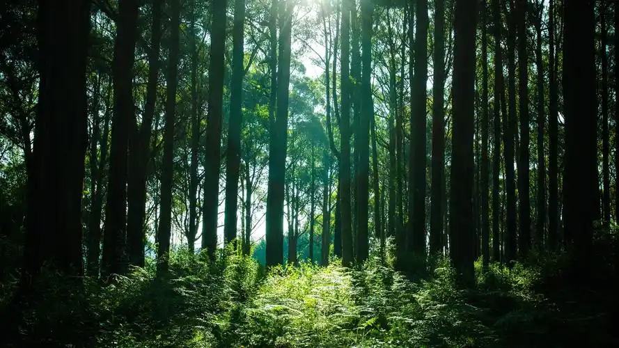 森林,树木,阳光,绿色