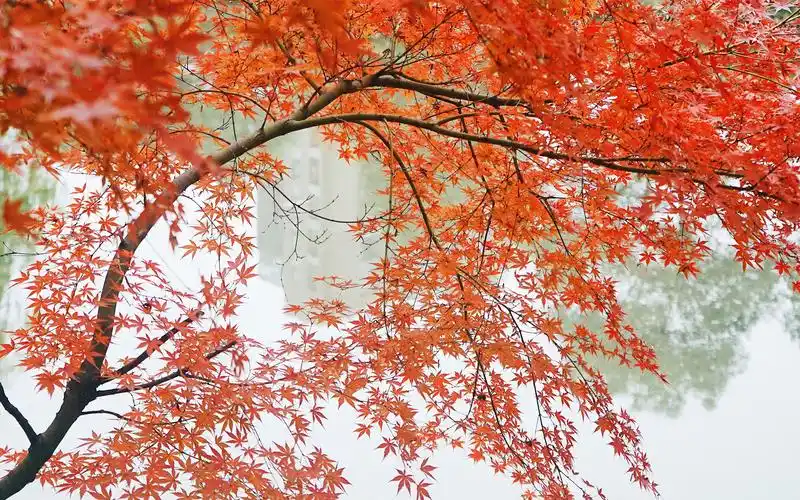 唯美红色枫叶摄影高清图片桌面壁纸