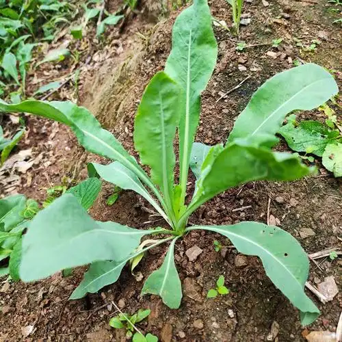 板蓝根的作用 成为国民神药不是传说_百科_滴零滴零