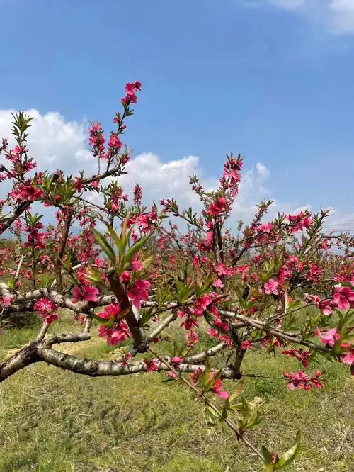 桃花春色盛开明媚桃花谁人不爱