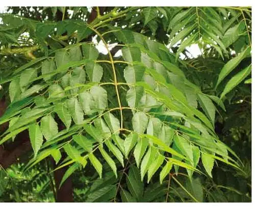 复羽叶栾树