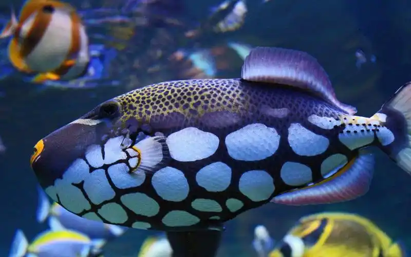 海洋里的鱼图片