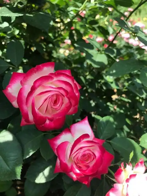 比玫瑰花漂亮,四季开花,好种易管理,这种绿植盆栽,很值得养!