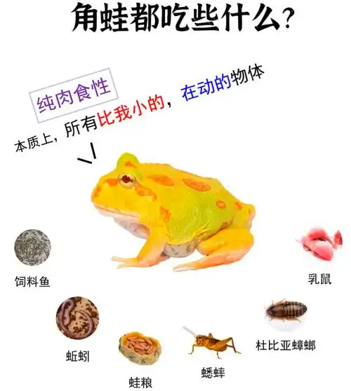 南美角蛙饲养全攻略:从新手到高手