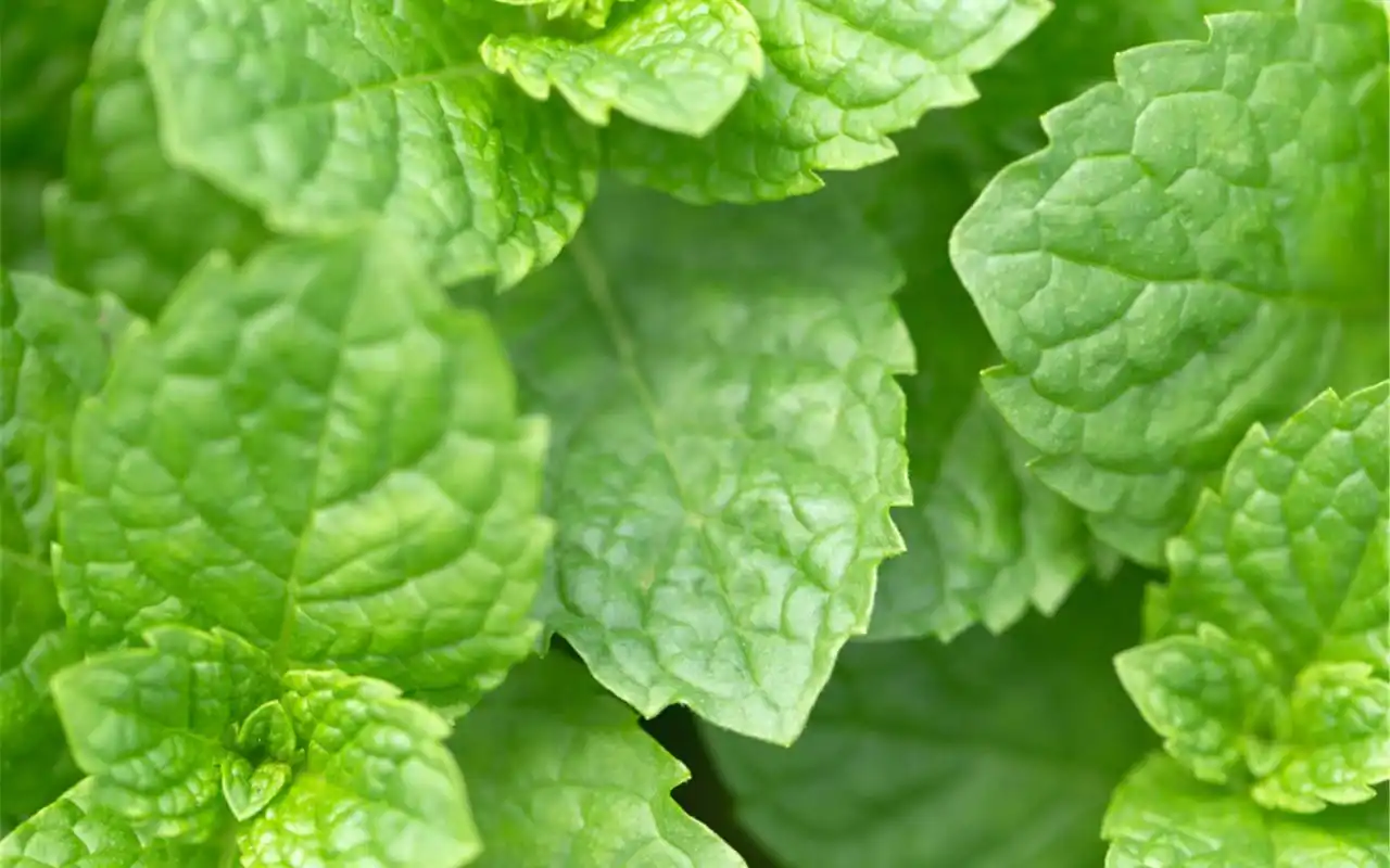 精选高清绿植护眼电脑桌面壁纸