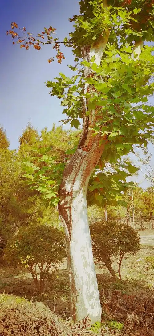 法桐树下结情缘