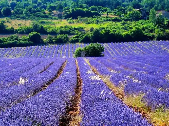 普罗旺斯唯美花海薰衣草风景图片