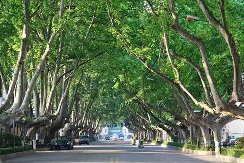 关于南京"法国梧桐"的冷知识你知道吗