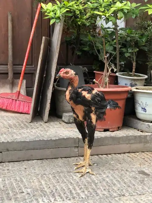 下司古镇的特产掉毛鸡.