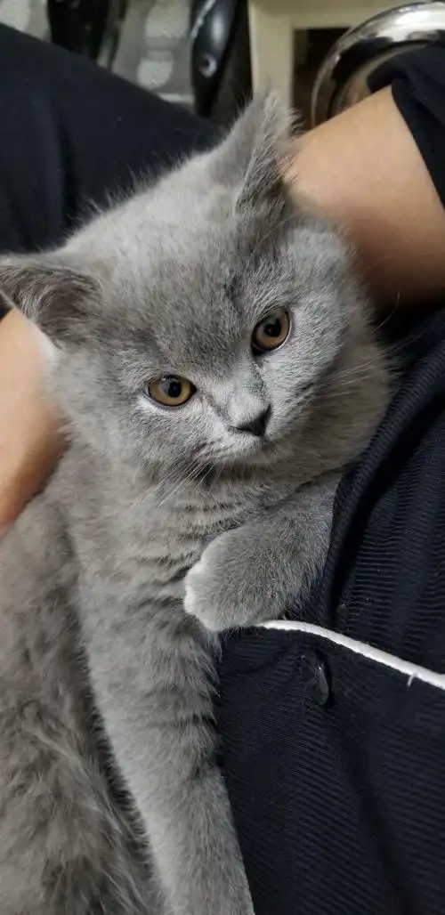 晒下自己的3个月的小蓝猫