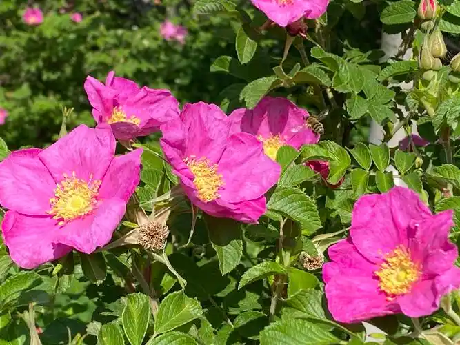 长白山下的野玫瑰