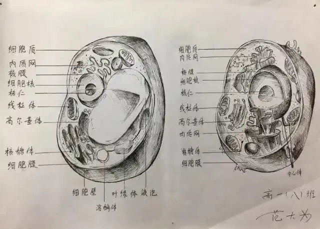 高中生手绘动植物细胞,看完觉得不会画画就没法学生物