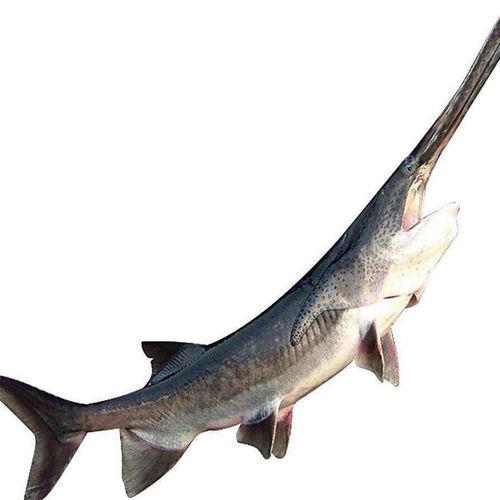 鸭嘴鱼4斤1条鸭嘴鲟活宰食用鲜活鲟鱼淡水鲟鱼鲜活宰