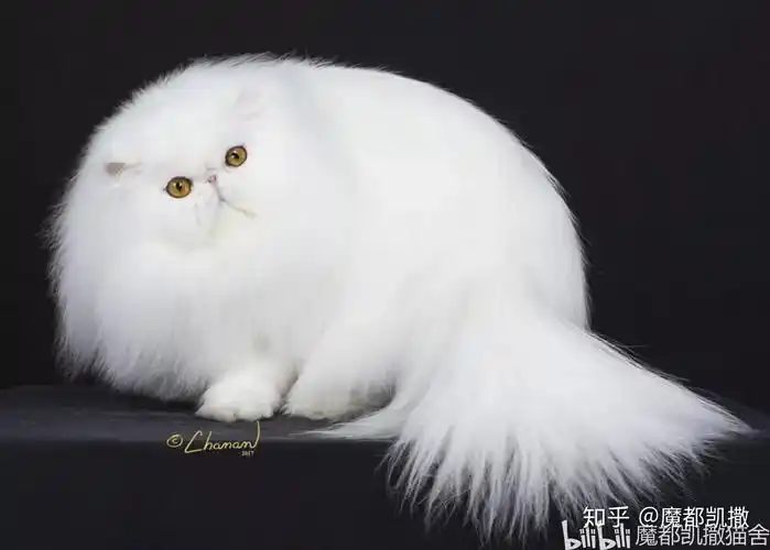 哪里可以买到布偶猫cfa最佳猫有哪些冠军个个颜值爆表