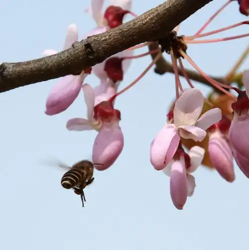 沐春园里的榉树花与蜜蜂