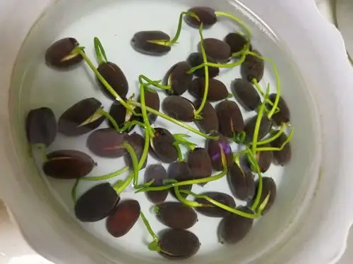 其它 陪着睡莲一起成长 写美篇种子到货,看上去就像荔枝的核,商家送了