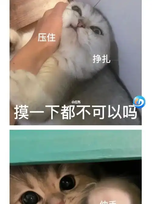 猫咪表情包好可爱呀