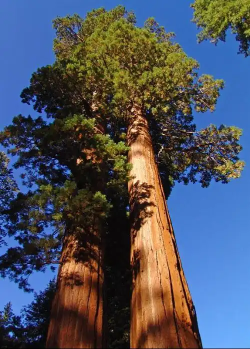 世界上最大的是什么树?