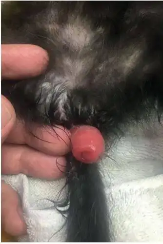 图3a,猫直肠脱垂.来自frank isom, dvm.