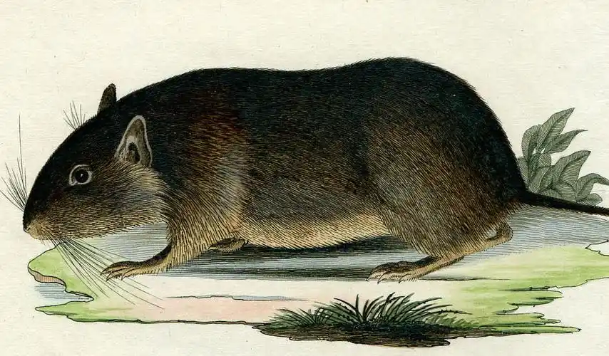 1800 手彩色铜版画 schreber~チリアナネズミ